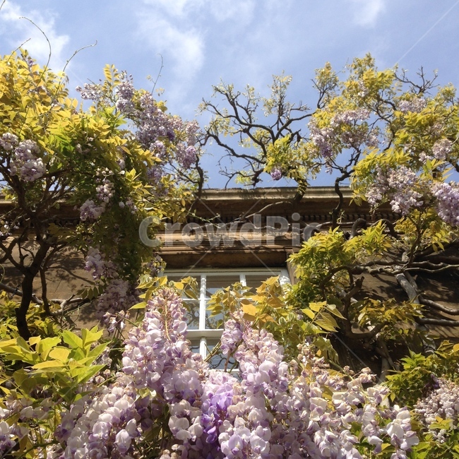 나무,영국,꽃,하늘,창문,캐임브릿지,tree,unitedkingdom,uk,cambridge,flower,flowers,sky,window