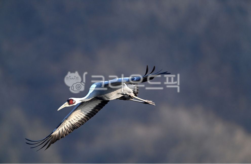 bird, animal, 새, 동물, 학, 사진,이미지,일러스트,캘리그라피 - Nepoto1작가
