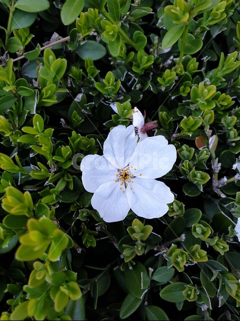 plant,식물,벚꽃,꽃잎,한송이,봄,꽃