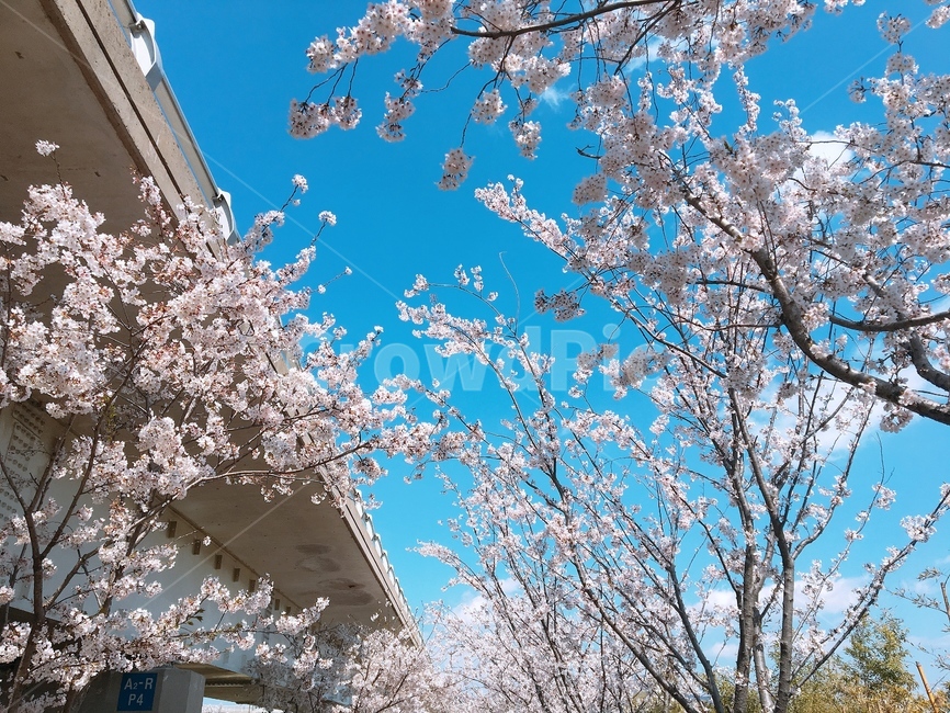 봄,꽃,벚꽃,유채꽃,나들이,봄날씨,맑은날,spring,봄,계절,spring,season,blossom,cherry blossom,flower,plant,식물