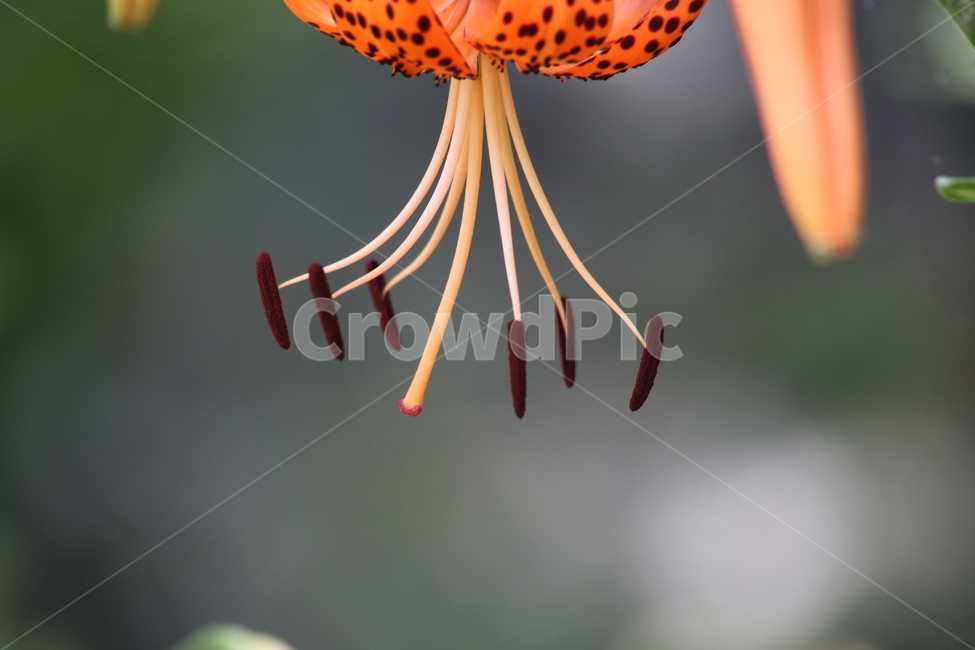 꽃,나리,참나리,liliumtigrinum,plant,백합,식물,자연,plants,nature,꽃,flower