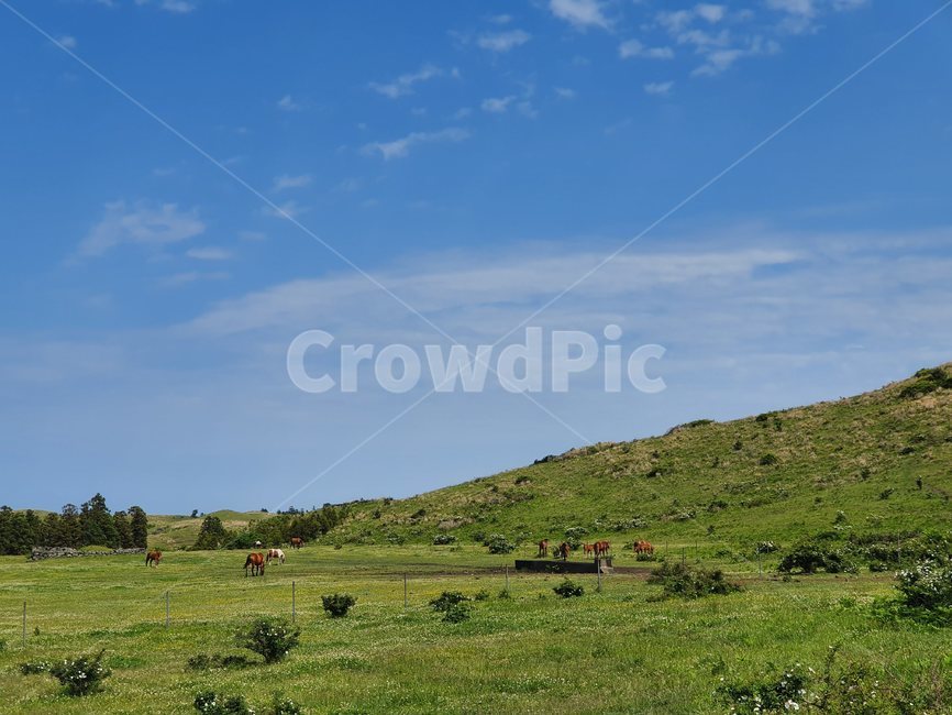 말,목초지,제주,오름,하늘,목축업,목장,livestock farming,ranching,pasture