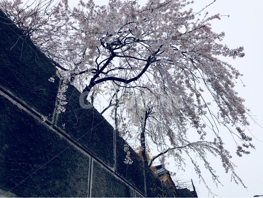 벚꽃,꽃,비,파란색,오후,삼청동,봄,계절,spring,season,식물,자연,plants,nature,나무,trees,wood,outdoors,옥외,plant