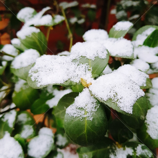눈,나뭇잎,쌓인눈,winter,snow