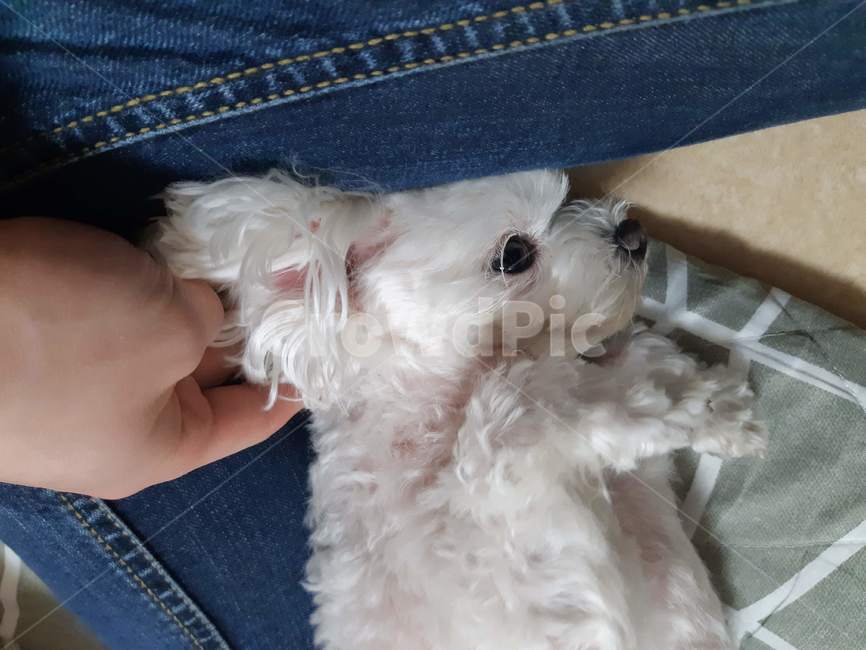 강아지,일상,말티즈,애교,개,귀여운