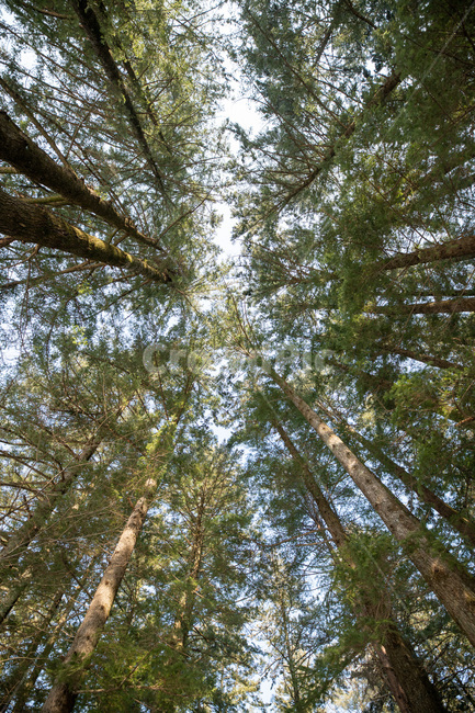 plant,세쿼이아,식물,tree,나무,redwood,전나무