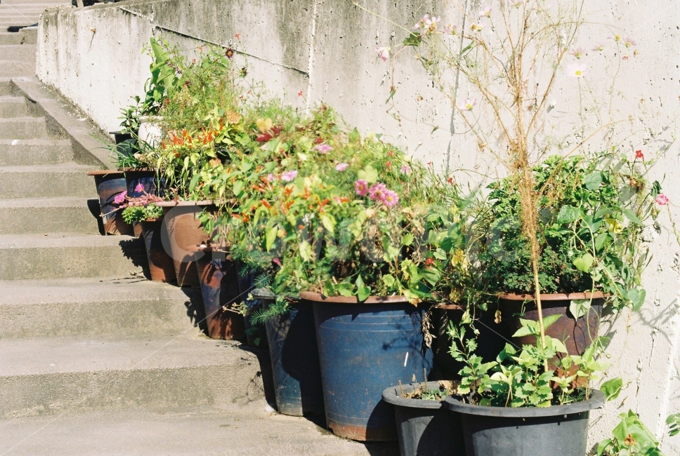 	옛날,동네,대전,집,주택,대동,골목길,화분,꽃,필름,필카,감성,식물,자연,plants,nature