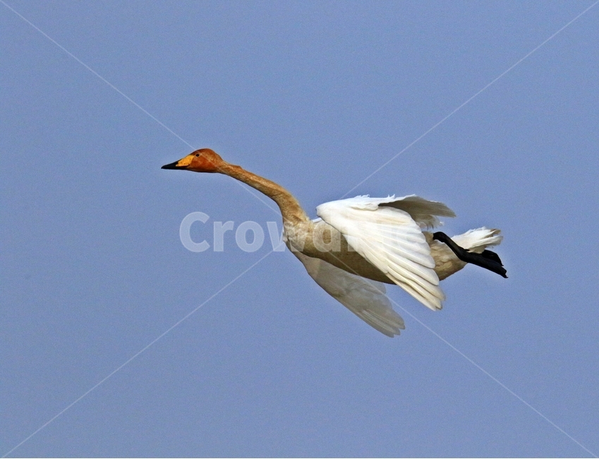 고니,새,백조,bird,동물,동물,animal,조류,새,birds