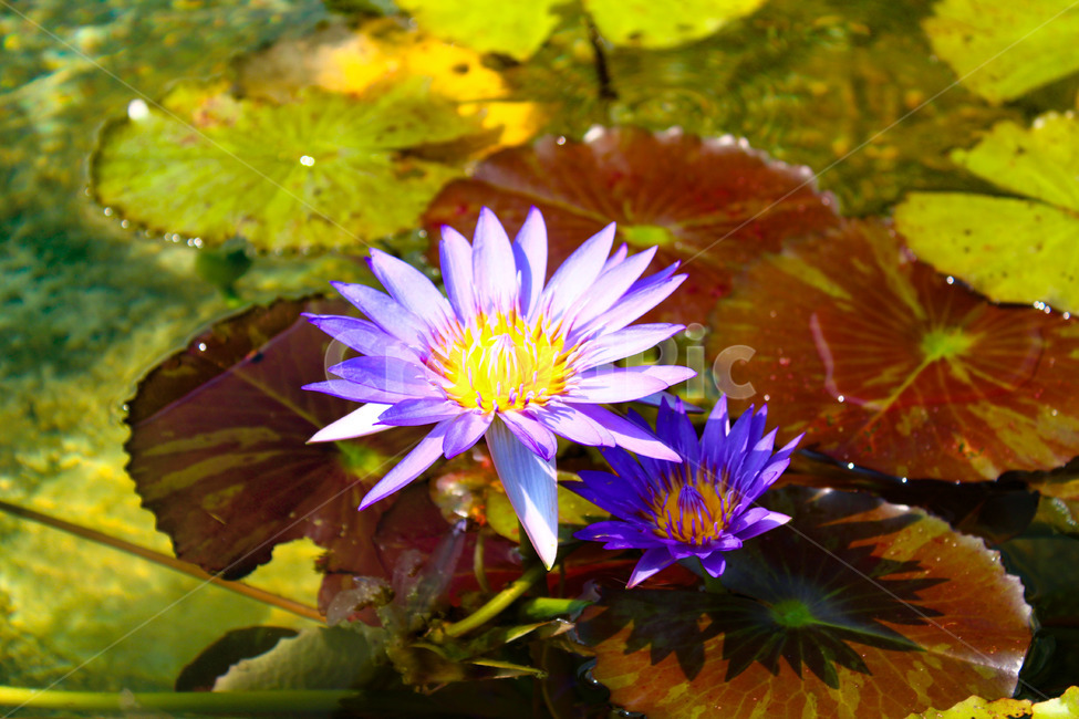 수련,꽃,공원,연못,산책,산책로,여름,summer,flower,queenofsiam