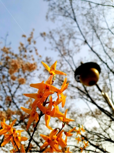 개나리,봄,따뜻함,꽃,오후,노란색,spring,forsythia,flower,화창한날씨,햇살,식물,자연,plants,nature,꽃,flower