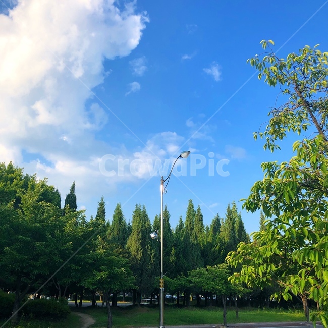 퇴근길,퇴근,가로등,파란하늘,좋은날,날씨좋다,좋은날씨,bluesky,쾌적함,푸른하늘,푸르름,푸르른,여름하늘,맑은하늘,구름,나뭇잎,초저녁,nature,감성사진,감성,분위기,sensible,feeling,colorsense,식물,자연,plants,landscape