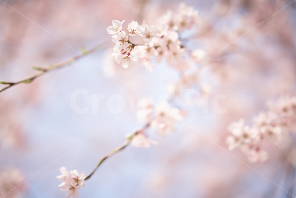 벚꽃,봄꽃,봄,분홍,하늘,하양,몽환,봄,계절,spring,season,식물,자연,plants,nature,꽃,flower,감성,sensible,feeling,색깔,색상,색채,색감,color sense,color sensitivity,feeling of color,plant,blossom,cherry blossom