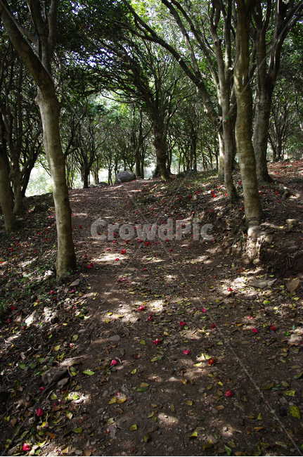 숲,낙화,동백나무,동백꽃,꽃,flower,계절,봄,spring,자연,풍경,nature,landscape,ground,바닥,tree,나무,plant,식물,tree trunk,나무 줄기