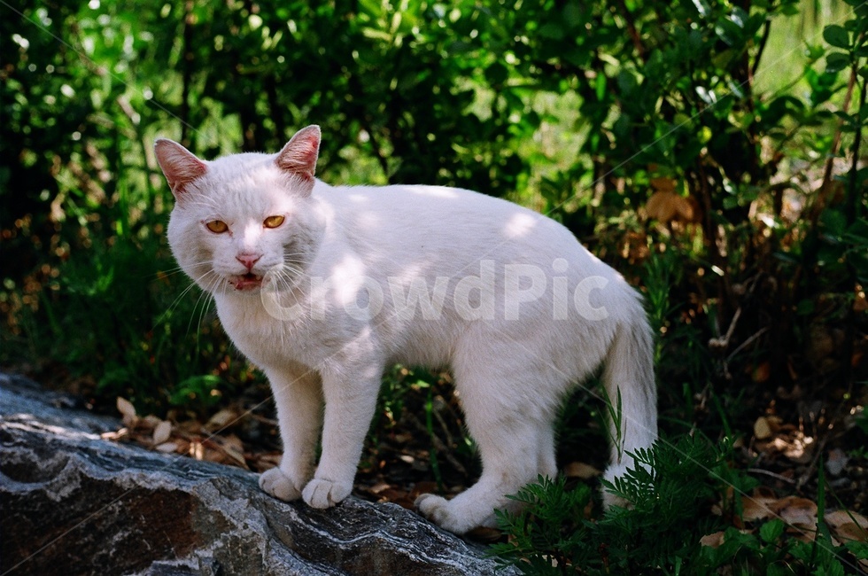 고양이,길고양이,야생,동물,숲,野良猫,猫,동물,animal,포유류,mammal,고양이,cat,kitten,kitty