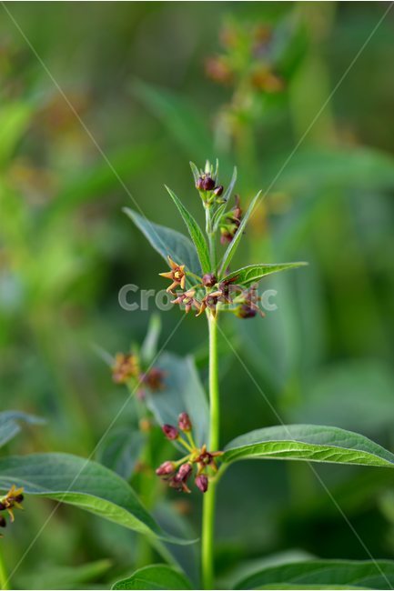 선백미꽃,야생화,꽃,식물,자연,생태,플라워,flower,plants,nature,식물,자연,plants,nature,꽃,flower