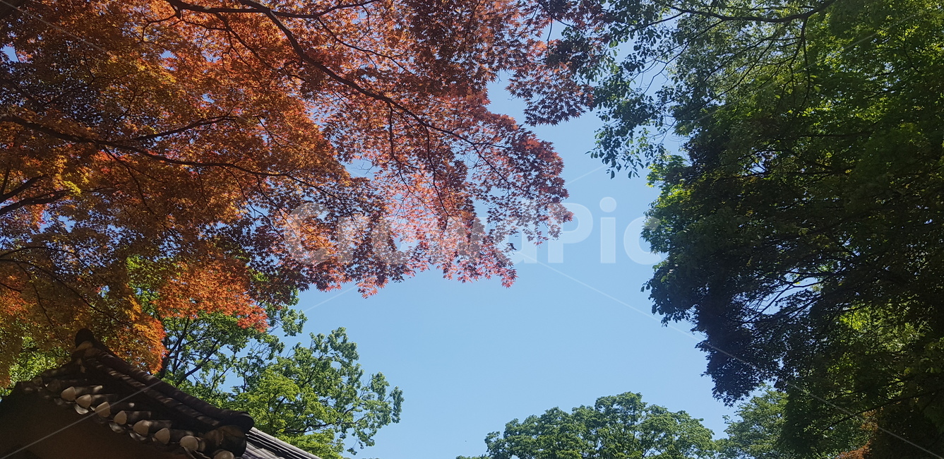 궁궐,전통,한옥,가을,낙엽,traditional,한국,korea,korean