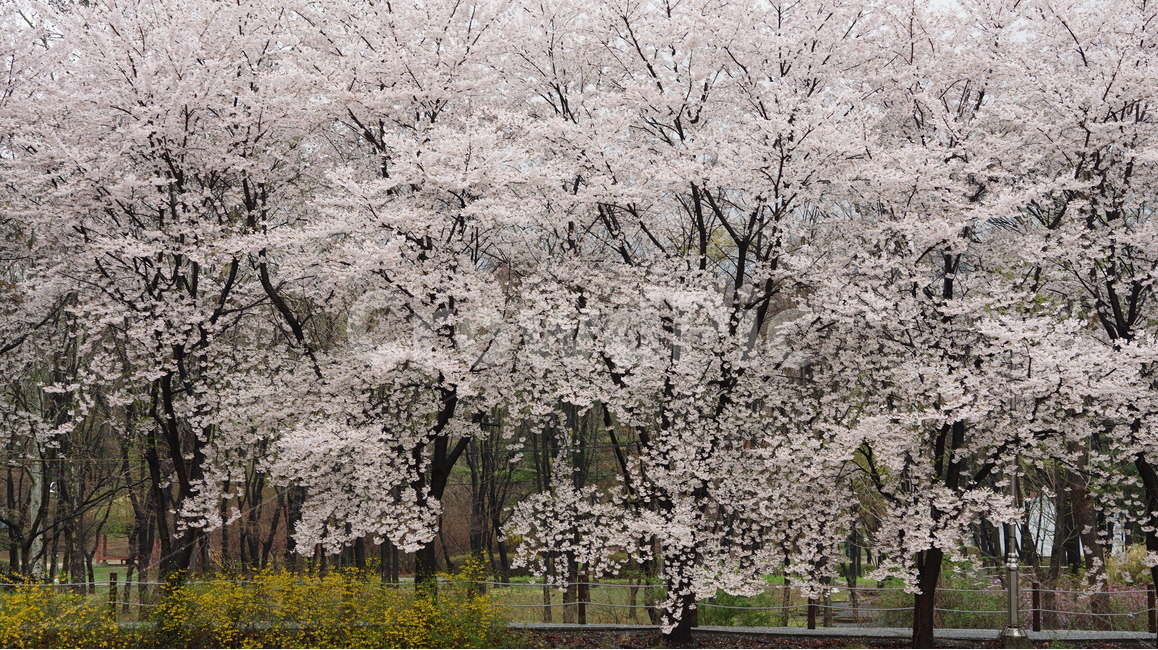 꽃,벚꽃,cherryblossom,봄,벚꽃축제,순식간,벚꽃잎,봄,계절,spring,season,자연,풍경,nature,landscape,plant,식물,blossom,flower