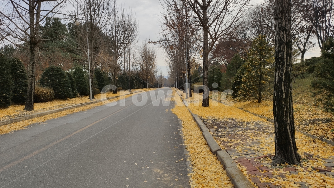 은행나무,은행잎,가로수길,낙옆,나무,식물,노랑잎,road,도로,asphalt,아스팔트,가을,계절,fall,autumn,season,식물,자연,plants,nature,나무,trees,wood