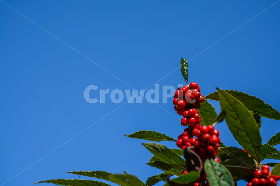 낙상홍,열매,나무,식물,자연,하늘,가을,배경,tree,fruit,plant,nature,sky,fall