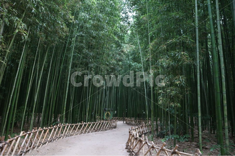 울산,대나무숲,대숲,대나무,태화강,자연,풍경,nature,landscape,식물,plants,나무,trees,wood,plant,bamboo
