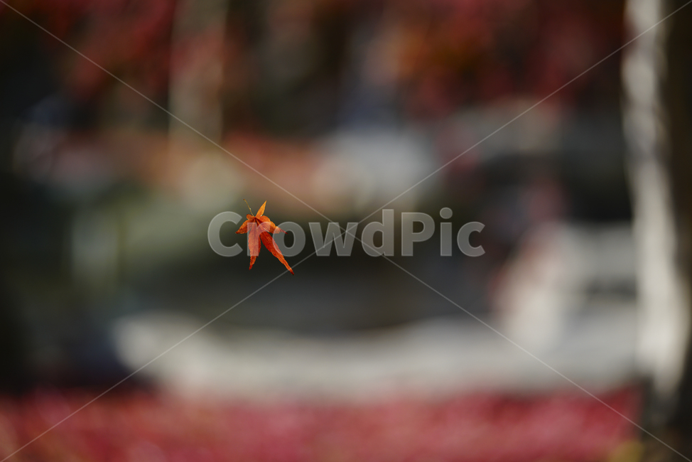 단풍,잎,단풍잎,가을잎,단풍잎사귀,잎사귀,가을단풍,가을,계절,fall,autumn,season,leaf,plant,식물