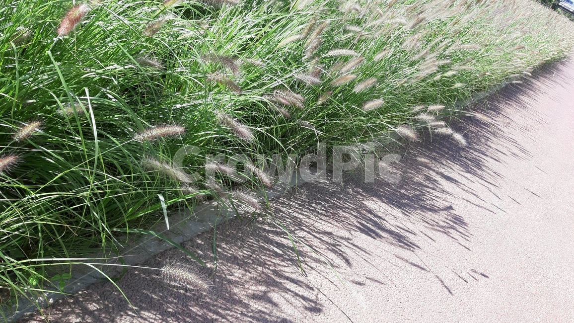 plant,식물,산책로,자연,awalkingpath,가을,식물,자연,plants,nature