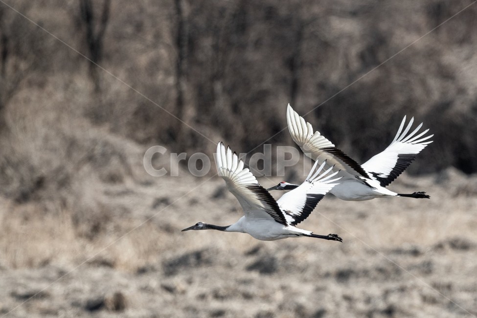 bird,새,animal,동물,flying,두루미,학,crane,mountain,동물,animal,조류,새,birds