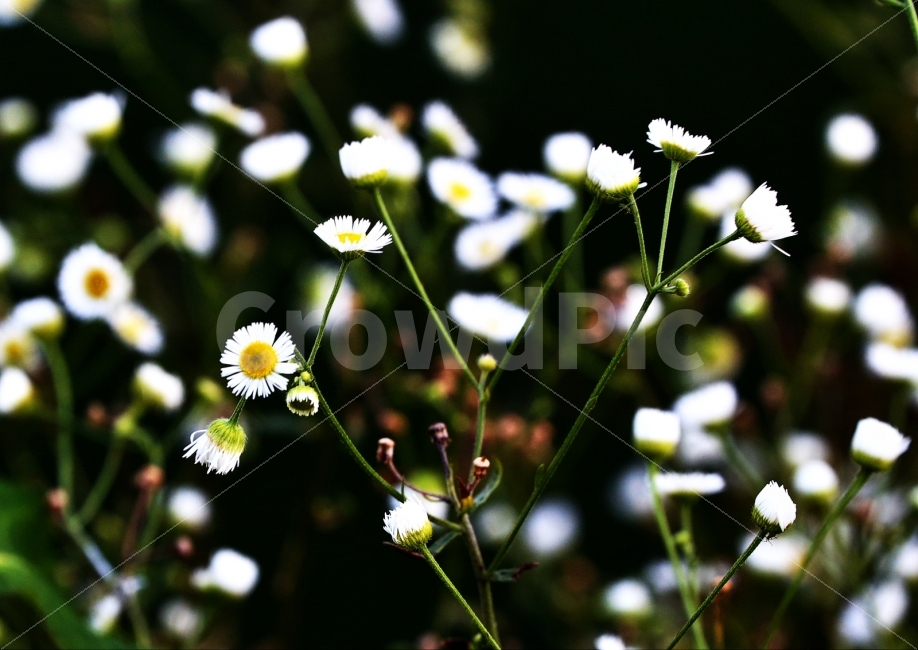 꽃,야생화,DSLR,개망초,산책,식물,자연,plants,nature,꽃,flower