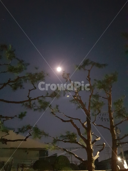 보름달,밤하늘,주택가,서울,소나무,야경,밤,풍경,nightscape,night,landscape,식물,자연,plants,nature,나무,trees,wood,outdoors,옥외