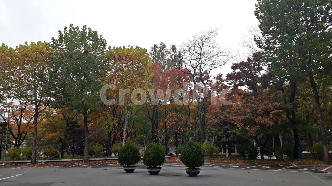 가을,단풍,산책,동네,마실,풍경,도시,가을,계절,fall,autumn,season,tree,나무,plant,식물,tree trunk,나무 줄기