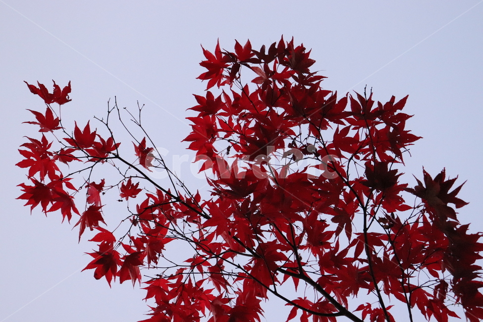 leaf,잎,plant,식물,tree,나무,가을,autumn,maple,가을,계절,fall,autumn,season