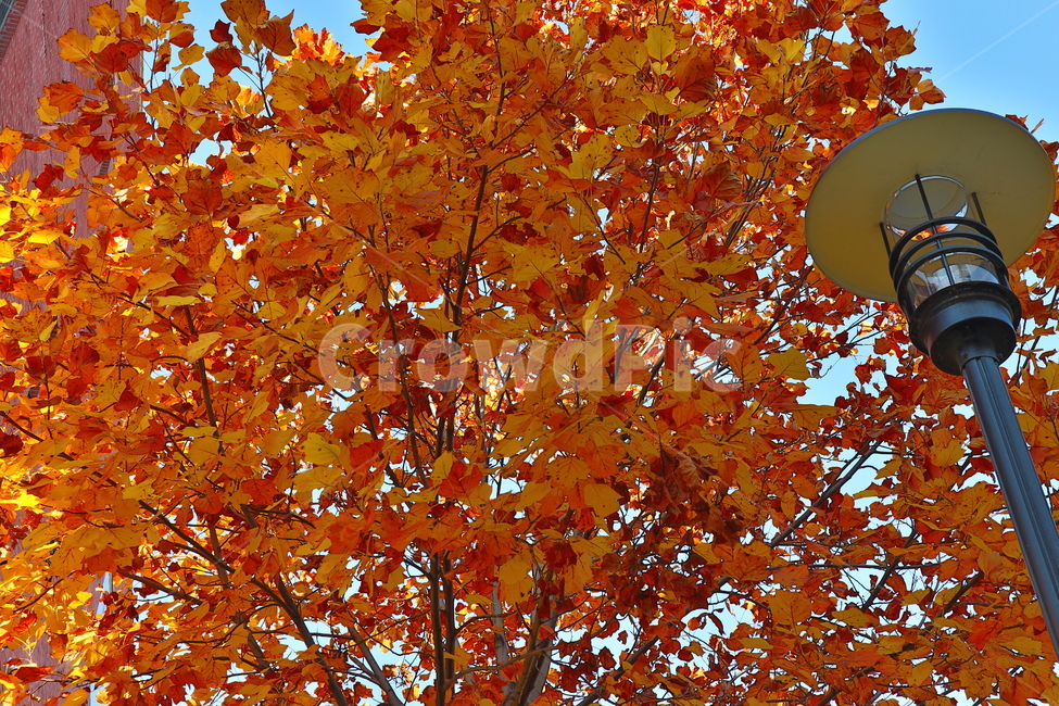 가을,낙엽,나무,tree,계절,가을,계절,fall,autumn,season,식물,자연,plants,nature,나무,trees,wood,leaf,잎,plant,maple,단풍