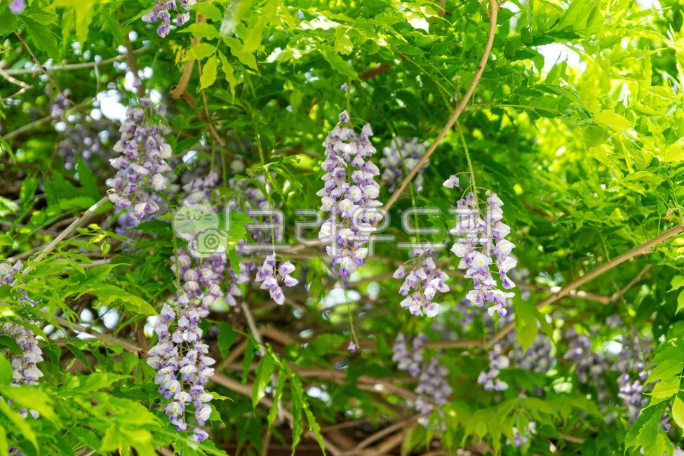 purple flower,japanesewisteria,rattan,vegetation,wisteria flower,leaf,flower
