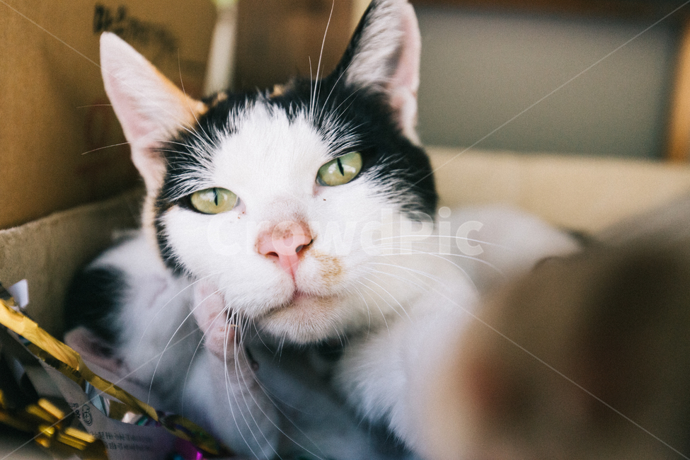 고양이,냥이,냥,길냥이,길고양이,고양이새끼,아기고양이,동물,길냥,냥줍,동물,animal,포유류,mammal,고양이,cat,kitten,kitty