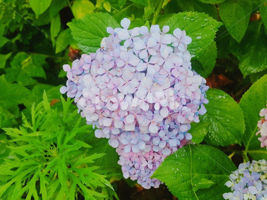 꽃,flower,식물,plant,수국