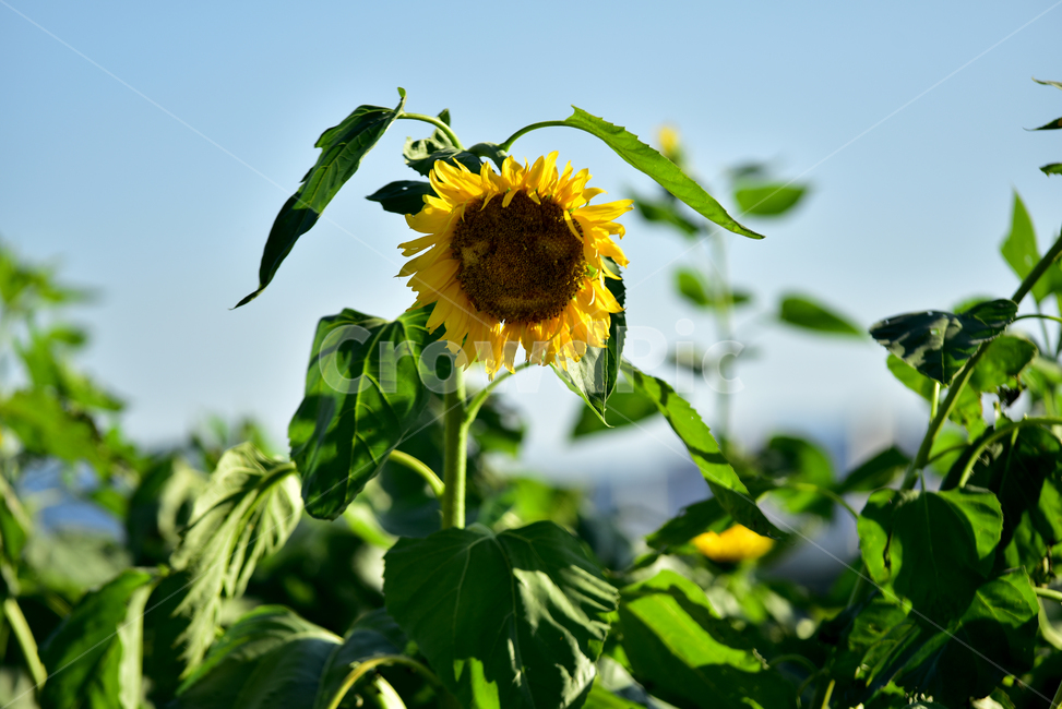 해바라기,해바라기꽃,꽃,해바라기잎,꽃잎,노란꽃,노랑색,플라워,식물,flower,plants,sunflower,yellow,여름,계절,summer,season,식물,자연,plants,nature,꽃,flower,plant,blossom