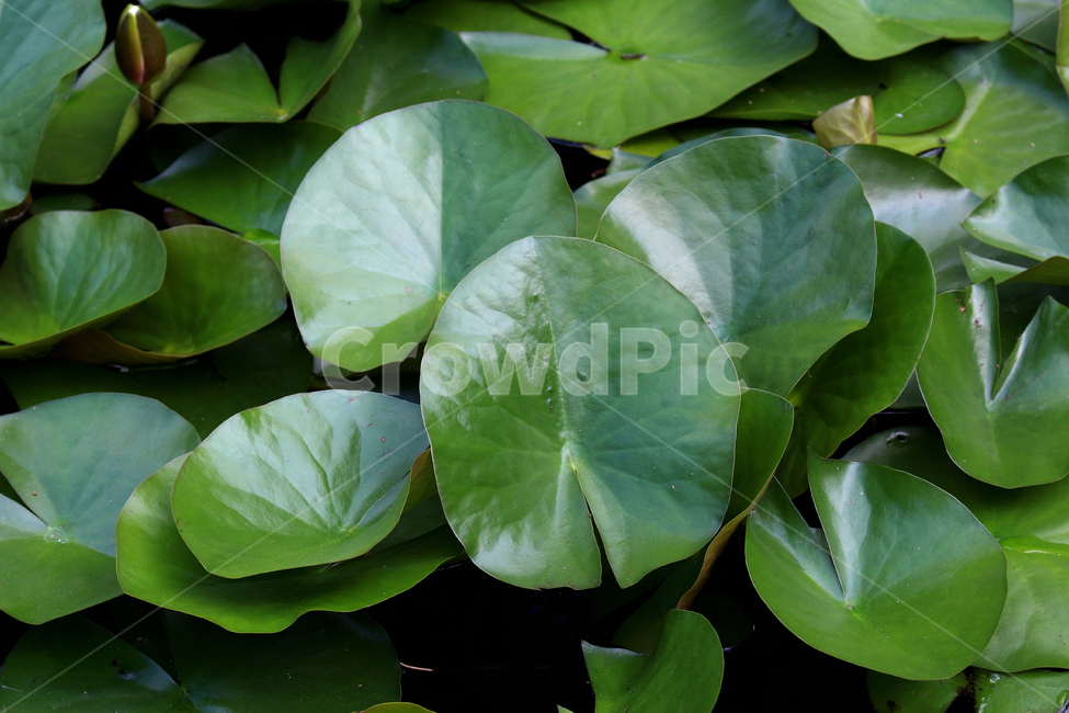 plant,leaf,나뭇잎,식물,green,식물,자연,plants,nature