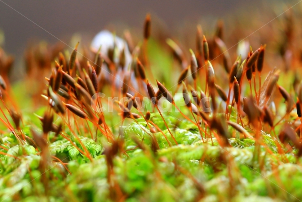 moss,이끼,plant,식물,초록,식물,자연,plants,nature