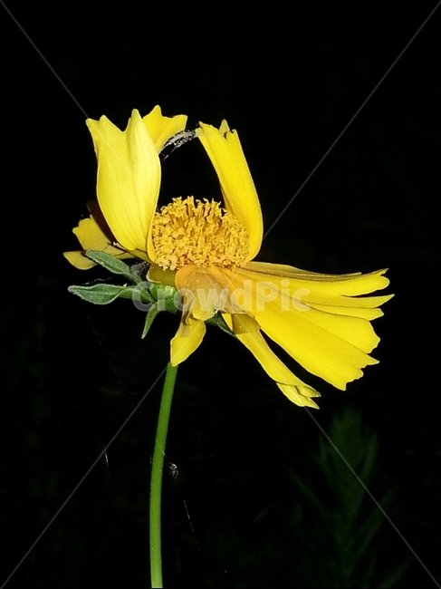 식물,plant,꽃,배경,노란색,식물,자연,plants,nature