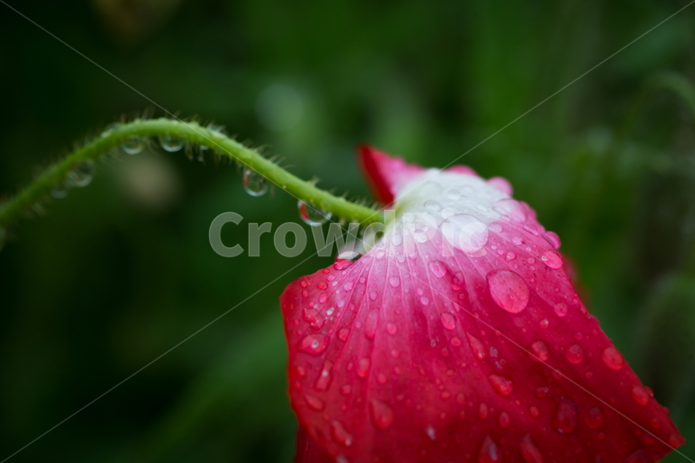 꽃,양귀비,빗방울,봄,붉은꽃,식물,자연,plants,nature,꽃,flower