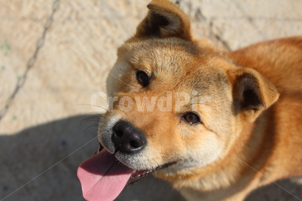 강아지,진돗개,성장중,강아지시선,시골강아지,동물,animal,포유류,mammal,개,강아지,dog,doggy