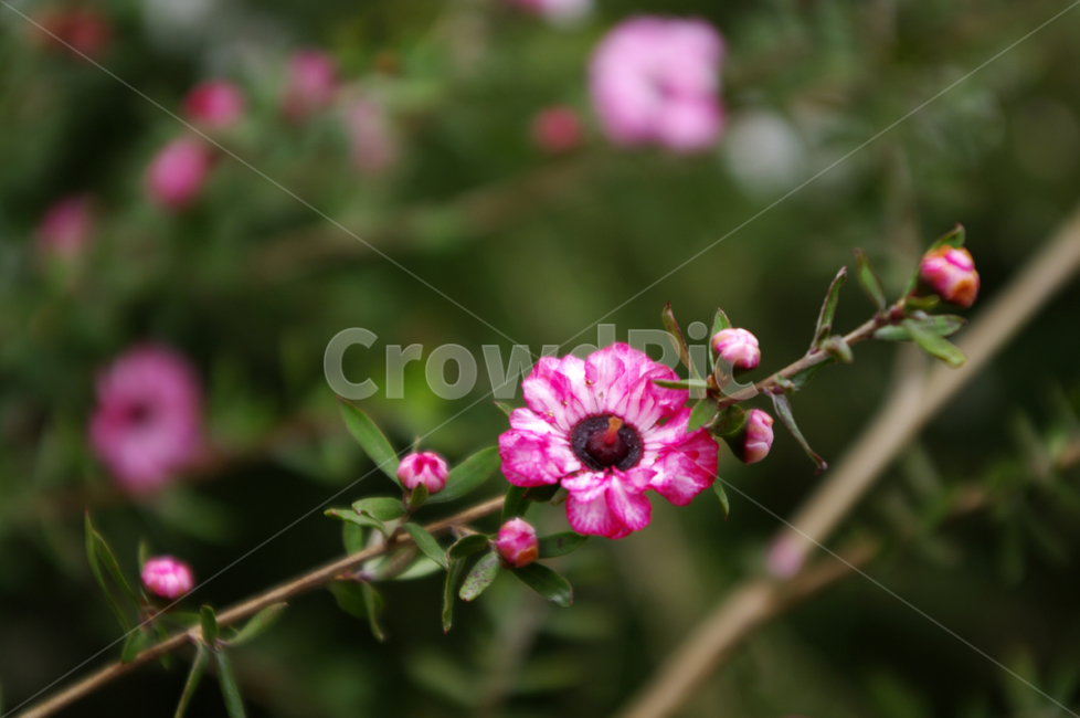꽃,식물,flower,plant,호주매화,식물,자연,plants,nature,꽃,flower