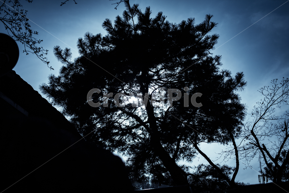소나무,역광,나무,자연,흐림,배경,식물,자연,plants,nature,나무,trees,wood