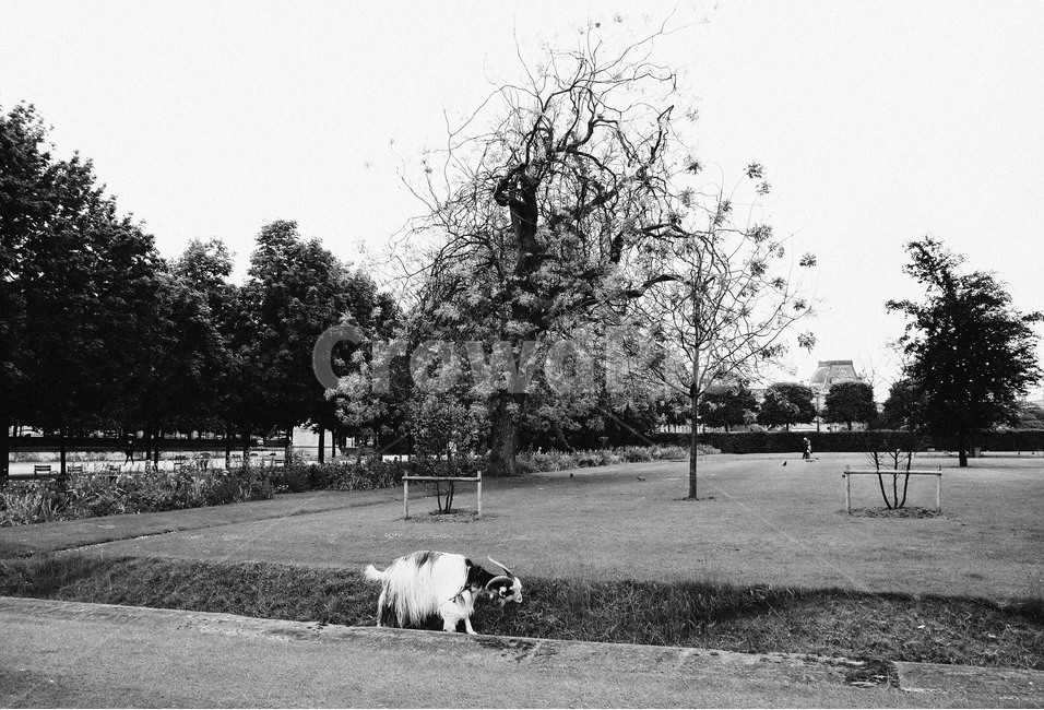 공원,양,나무,흑백사진,park,lamb,자연,풍경,nature,landscape,동물,animal,포유류,mammal,흑백,모노톤,monochrome,black and white,ground,바닥,cattle,가축,cow,소