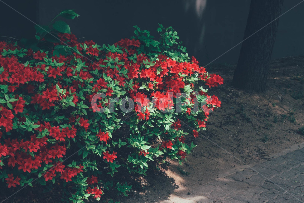 꽃,풍경,빨간꽃,자연,어둠,dark,flower,red,nature,차분한,봄,spring,식물,자연,plants,nature,꽃,flower,감성,sensible,feeling