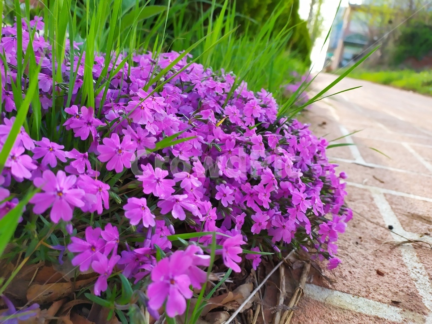 꽃잔듸,꽃잔디,봄꽃,패랭이꽃,블라썸,식물,자연,plants,nature,꽃,flower