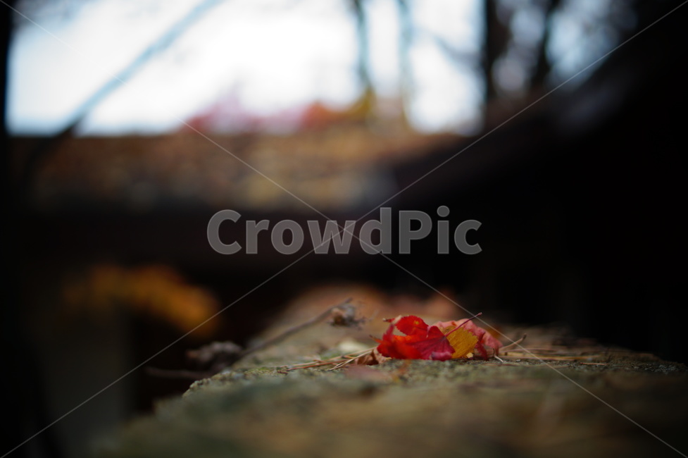 가을,낙엽,단풍,담벼락,벽,담장,fall,autumn,fallenleaves,leaves,autumncolors,maple,ivy,wall