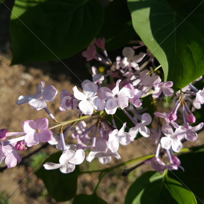 라일락,plant,식물,blossom,flower,꽃