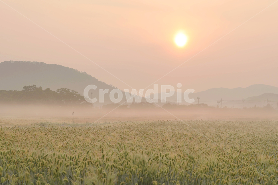 청보리밭,일출,아침,안개,fog,nature,자연,자연,풍경,nature,landscape,weather,날씨,outdoors,옥외