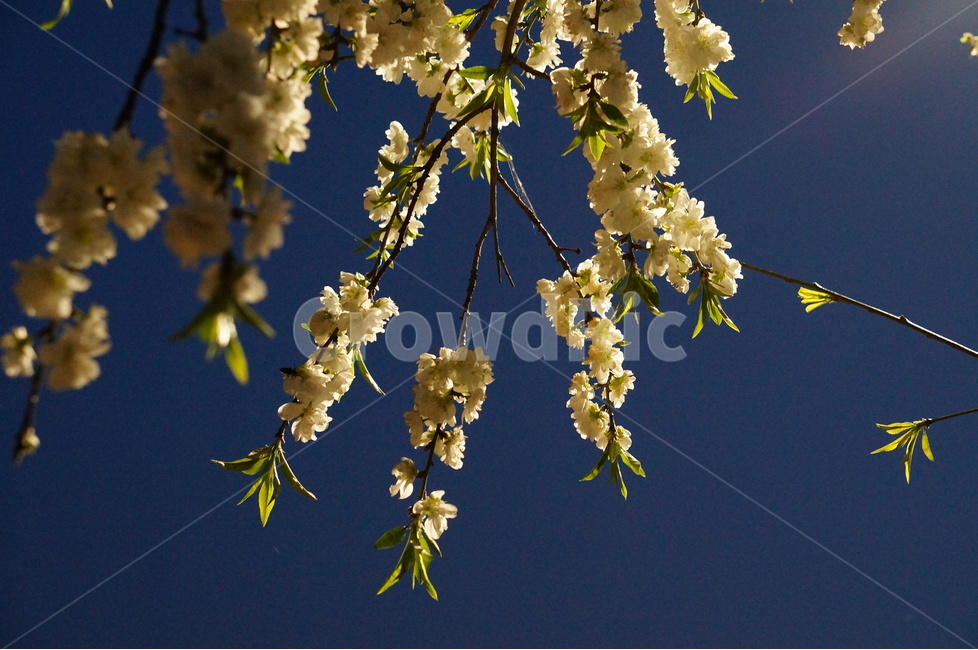 백매화,흰색,봄,밤,흐림,나무,야경,밤,풍경,nightscape,night,landscape,식물,자연,plants,nature,꽃,flower,plant